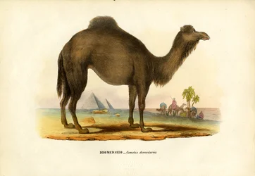 Dromedar, 1863-79